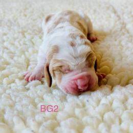 BG2 - Red and white female Basset Hound puppy in Britton, South Dakota from K&S Canines