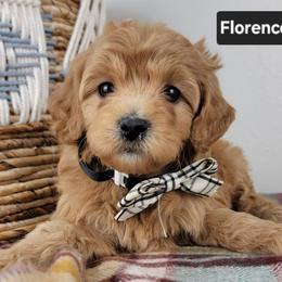 Florence - Apricot female Goldendoodle puppy in Temecula, California from Oodles O'Doodles