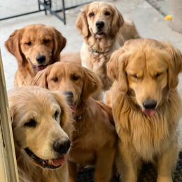 Golden Retriever All Grown Up from Trisha Ferris' Golden Retrievers