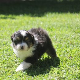 Meet Juniper - Black tri female Miniature American Shepherd puppy in Philpot, Kentucky from MarLoWin Aussies