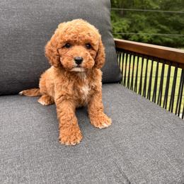 Reef - Red male Cavapoo puppy in Midland, North Carolina from Rocky River Cavapoos