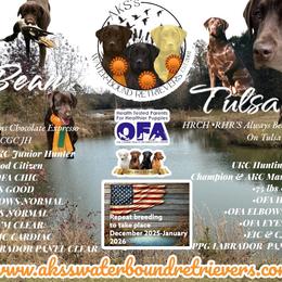 Labrador Retriever puppies from AKS’s Water Bound Retrievers