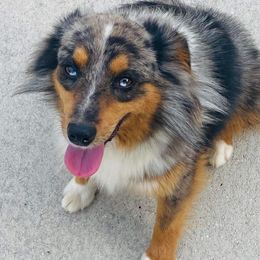 Sterling - Toy Australian Shepherd