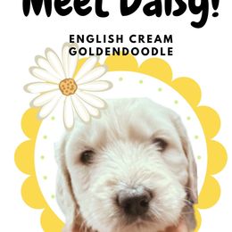 Daisy - Cream female Goldendoodle puppy in Athens, Tennessee from SUPERDog Doodles