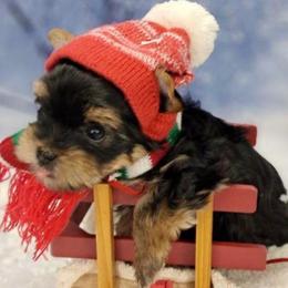 Koby - Black and tan male Yorkshire Terrier puppy in Albany, Minnesota from Sandy's Yorkshire Terriers