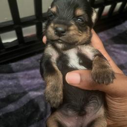 Andy 1500 - Black and tan male Yorkshire Terrier puppy in Gastonia, North Carolina from Precious pups dynasty kennel