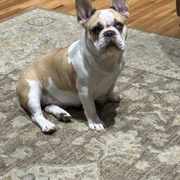Oakley - French Bulldog