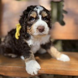 Bernedoodle Puppies from Cairn Ridge Doodles