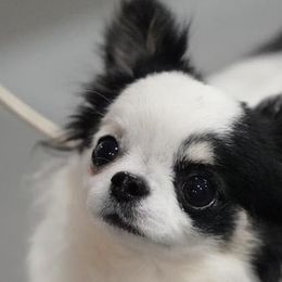 Chihuahuas from Bandits