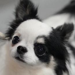 Chihuahuas from Bandits