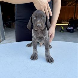 Jake - Liver roan male German Shorthaired Pointer puppy in Glennville, Georgia from Andre Family Farms & Kennels