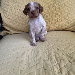 Girl 3 - Orange roan female Brittany puppy in Shinnston, West Virginia from Brookfield Farm Brittanys LLC