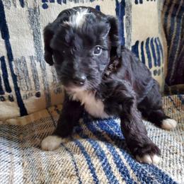 Auggie - Black and white male Sheepadoodle puppy in Bellevue, Iowa from Fluffy Wonders Poms and Doodles