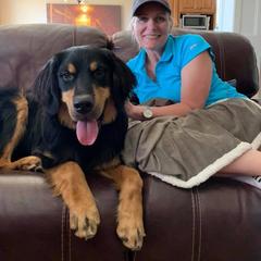 Bernese Mountain Dog, Golden Mountain Dog, and Golden Retriever Puppies from Canyon Meadows Farm