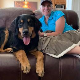 Bernese Mountain Dog, Golden Mountain Dog, and Golden Retriever Puppies from Canyon Meadows Farm