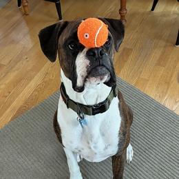 Boxer Puppies from Pawsitively Amazing Boxers LLC