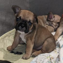 French Bulldogs from Paws n Claws Frenchies