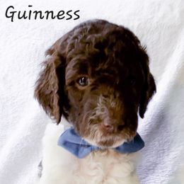 Goldendoodle Puppies from Garden City Doodles, LLC