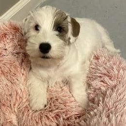 Sealyham Terriers from Fable Farms