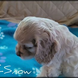 Cocker Spaniel Puppies from -PrincetonzSpanielz-