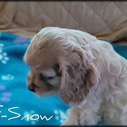 Cocker Spaniel Puppies from -PrincetonzSpanielz-