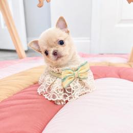 Baby Mochi - Gold female Chihuahua puppy in Jacksonville, Florida from Petits Chihuahuas