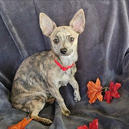 Chihuahua puppies from Heartland Chihuahua