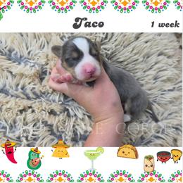 Taco - Gray and white male American Corgi puppy in Mansfield, Ohio from Moonrise corgis