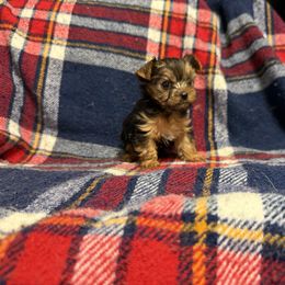 Jack - Black and tan male Yorkshire Terrier puppy in Cisco, Texas from Charitabee’s Yorkies
