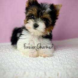 Kit - Black tan and white female Biewer Terrier puppy in Lathrop, California from Forever Charmed
