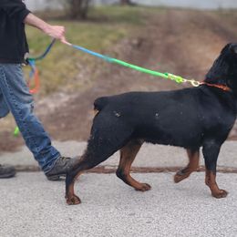 Chinese Cresteds and Rottweilers from Long Rotts & Long Haul Cresteds