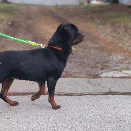 Chinese Cresteds and Rottweilers from Long Rotts & Long Haul Cresteds