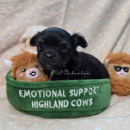 Eman - Black and tan male Chihuahua puppy in El Paso, Texas from JVJ Chihuahua