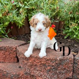 Bernedoodle, Cavapoo, Goldendoodle, and Poodle Puppies from Gypsi Doodles & Poodles
