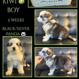 KIWI BOY - Panda male German Shepherd puppy in Apache Junction, Arizona from CS Vista Farms