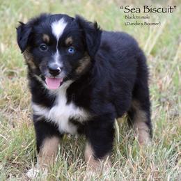 Sea Biscuit - Black tri male Miniature Australian Shepherd puppy in Evant, Texas from Lazy VT Bar Ranch