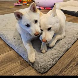 Pug and Shiba Inu Puppies from khshibas-khpugs