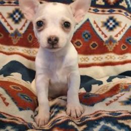 EMMA - Fawn and white female Chihuahua puppy in Branford, Florida from Mbjs Doxies and chihuahuas