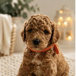 Sweet Cream - Cream male Goldendoodle puppy in Anderson, South Carolina from Cackalacky Companions