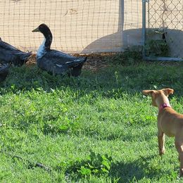 Pharaoh Hound Puppies from Du Ciel Pharaoh Hounds