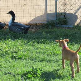 Pharaoh Hound Puppies from Du Ciel Pharaoh Hounds