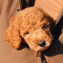 Goldendoodles from The Doodle Home