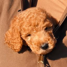 Goldendoodles from The Doodle Home