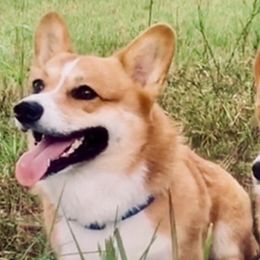 Rowdy - Pembroke Welsh Corgi