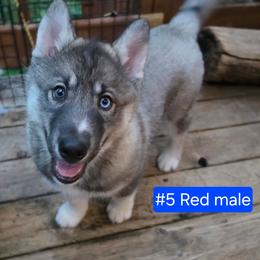 5 Red - Agouti and white male Siberian Husky puppy in Dane, Wisconsin from Sunny Hurricane Siberians