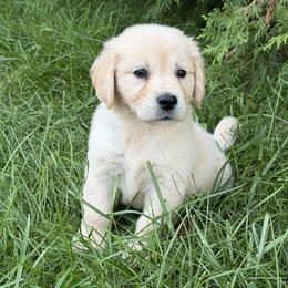Bubbles - Golden female Golden Retriever puppy in Lynn, Indiana from Four Seasons