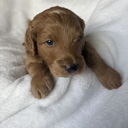 Goldendoodle and Maltipoo Puppies from DoodlesofNW