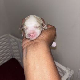 Pink female - Parti female Goldendoodle puppy in Fort Myers, Florida from Gandy’s Tails of Joy