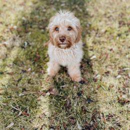 Orange Collar - Buff male Cockapoo puppy in Missoula, Montana from Big Sky Cockapoos