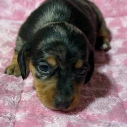 Pebbles - Dapple female Dachshund puppy in Salem, Oregon from Longdox Mini Dachshunds